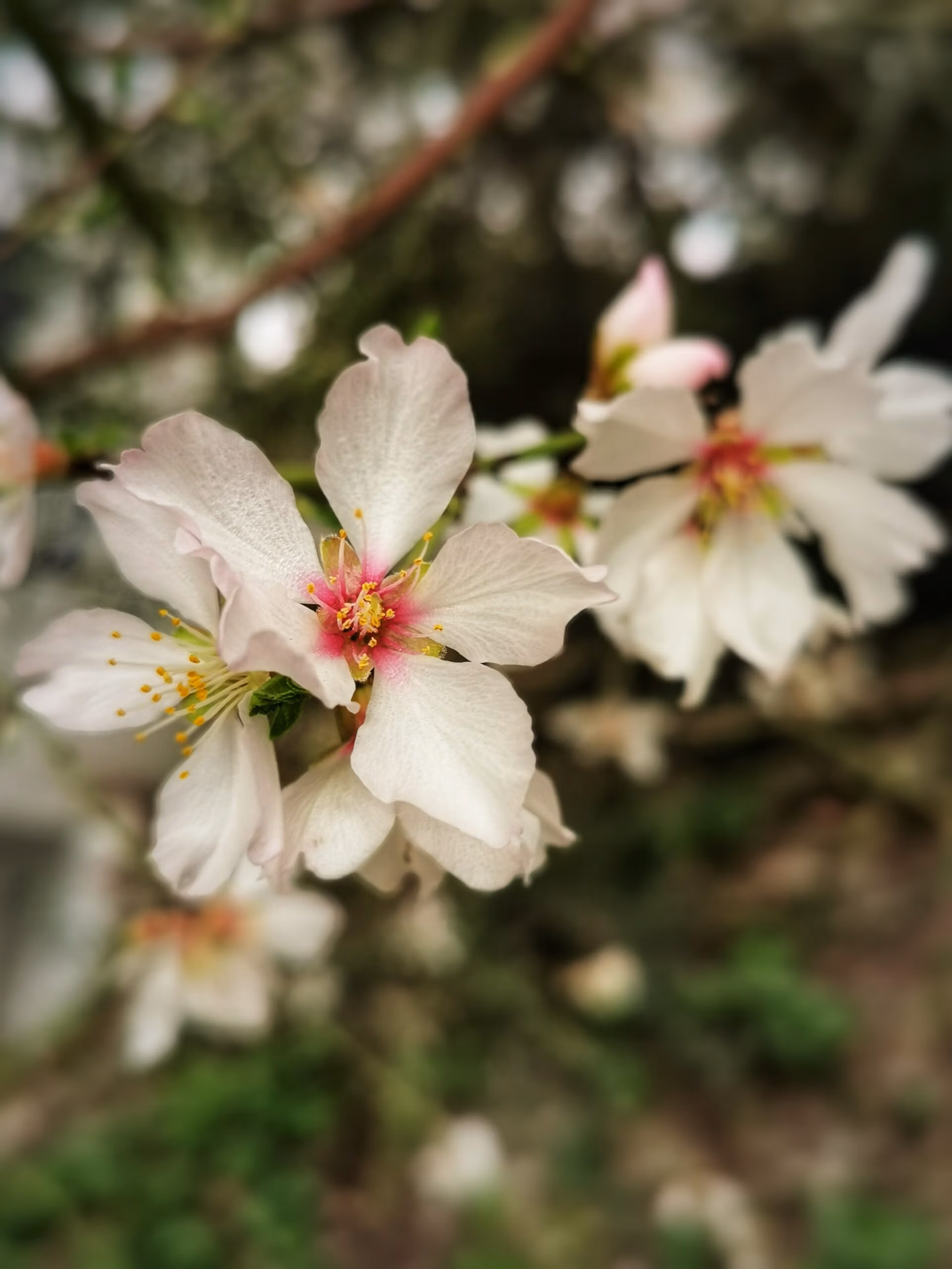 Winter almond blossom. Photo by Jason Elliott.